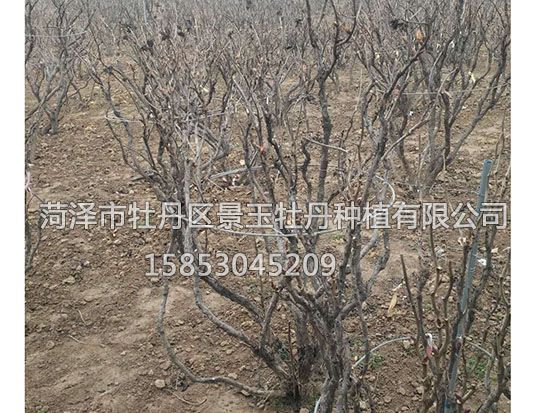 741632198880019553 副本.jpg
